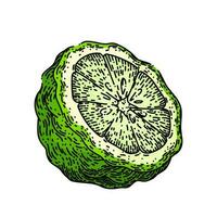 bergamot cut fruit natural sketch hand drawn vector