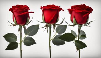 three red roses with green leaves on a white background. . photo