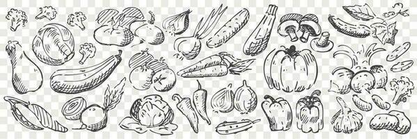 Hand drawn vegetables doodle set vector