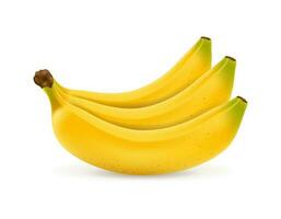 Realistic bunch of bananas isolated on white background. Vector isolated illustration