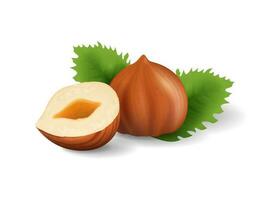 Vector 3d realistic hazelnut isolated on white background