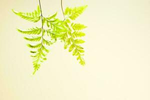 Freshness green of fern leaves on white background photo