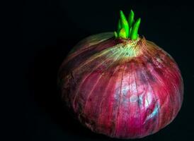 frescura brote nuevo hojas de cebolla roja foto