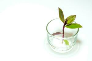 río spiderwort y enraizamiento en agua, planta de hierba en el vaso foto