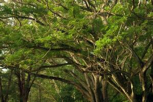 sombra del dosel del árbol de lluvia árbol grande en el bosque foto