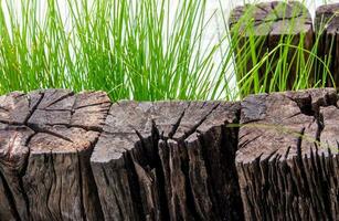 The stiff wood timber and benign grass blade photo