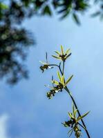 flores de orquídeas molidas de orquídeas eulophia andamanensis en el fondo del cielo foto