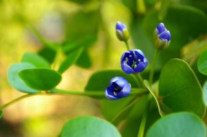 Small purple flowers of genus Guaiacum tree of Lignum vitae wood photo