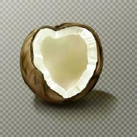 Realistic coconut, highly detailed empty coco nut vector