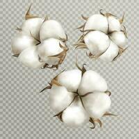 Realistic cotton flowers ripe opened boll seed vector