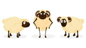 Set of sheep animal character standing on white background. vector