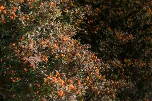 espina de fuego o piracanta, decorativo jardín arbusto con brillante naranja bayas. piracantha naranja bayas en otoño, selectivo enfocar. foto