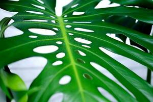 Monstera leaves close-up with water drops. Watering tropical green houseplants. photo