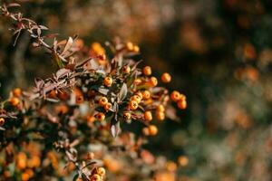 espina de fuego o piracanta, decorativo jardín arbusto con brillante naranja bayas. cerca arriba de piracantha naranja bayas en otoño, selectivo enfocar. foto