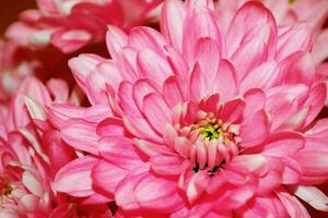 coloridas flores de crisantemo sobre un fondo del paisaje otoñal foto