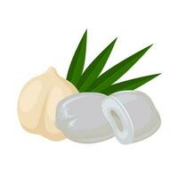 Vector illustration, Asian Palmyra palm, Toddy palm, Sugar palm. Isolated on white background.