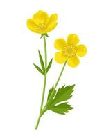 Vector illustration, buttercups flower or Ranunculus eschscholtzii, isolated on white background.