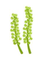 Vector illustration, Caulerpa lentillifera otherwise known as sea grape, isolated on white background.