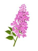 Vector illustration, lilac flower with green leaves, isolated on white background.