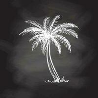 Hand drawn  sketch of palm tree. Vintage vector illustration isolated on chalkboard  background. Doodle drawing.