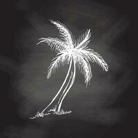 Hand drawn  sketch of palm tree. Vintage vector illustration isolated on chalkboard background. Doodle drawing.