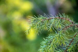 Fir tree brunch close up. Shallow focus. Fluffy fir tree brunch close up. Christmas wallpaper concept. photo