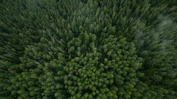 Antenne Aussicht von schön Berg Wald. Nebel steigt an Über das Berg Pisten video