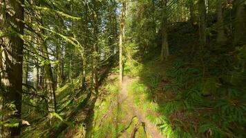 Smooth flight between the trees close to branches in a fabulous spring forest video