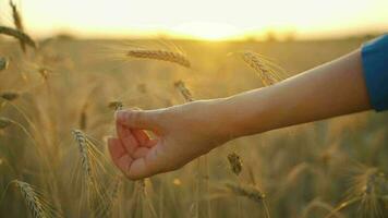 hembra mano toques maduro orejas de trigo a puesta de sol. video