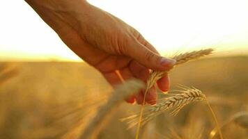 hembra mano toques maduro orejas de trigo a puesta de sol. video