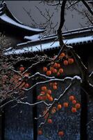 tree with orange fruit hanging from its branches. . photo