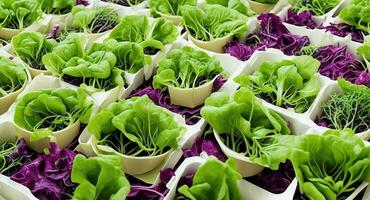 Lettuce microgree in pots. ai generation photo