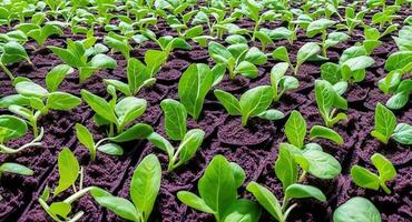 microgreens in the ground. ai generation photo