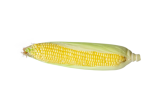 Single ear of corn isolated on transparent background as package design element, PNG File