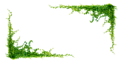 leaf vine Isolate on transparent background PNG file