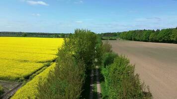 Drönare skott av ett oljeväxter fält i blomma med en massa av gul Färg. video