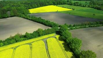 Drone shot of an oilseed field in blossom with a lot of yellow color. video