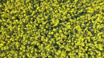 Drone shot of an oilseed field in blossom with a lot of yellow color. video