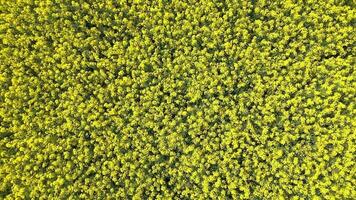 Drone shot of an oilseed field in blossom with a lot of yellow color. video