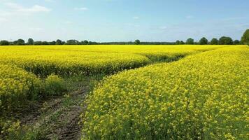 Drone shot of an oilseed field in blossom with a lot of yellow color. video