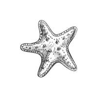 mano dibujado bosquejo de marina estrella de mar, Oceano acuático submarino vector. grabado ilustración en blanco antecedentes. vector