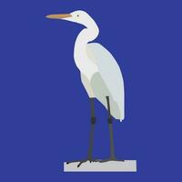 A beautiful egret bird is standing. This is vector art work.