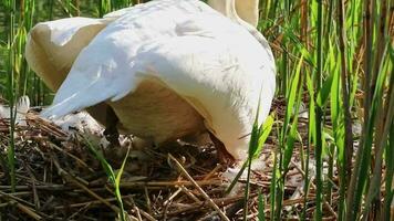 Graceful white swan breeding in nest with eggs as white cygnus at lake shore in mating and breeding season hatching his eggs and arranging eggs to keep them warm and hatch out little swans in close-up video