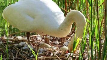 Graceful white swan breeding in nest with eggs as white cygnus at lake shore in mating and breeding season hatching his eggs and arranging eggs to keep them warm and hatch out little swans in close-up video