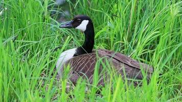 Breeding canada goose in nest with eggs hatching and incubating as nesting bird at lake shore in spring well protected in reed protecting the little biddies at waterfront is sleepy and tired sleeping video