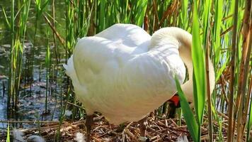 gracieux blanc cygne reproduction dans nid avec des œufs comme blanc cygnus à Lac rive dans accouplement et reproduction saison éclosion le sien des œufs et organiser des œufs à garder leur chaud et la trappe en dehors peu cygnes dans fermer video