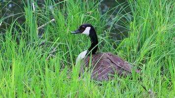 föder upp kanada gås i bo med ägg skuggning och inkubera som nesting fågel på sjö Strand i vår väl skyddade i vass skyddande de liten buddies på vid vatten är sömnig och trött sovande video