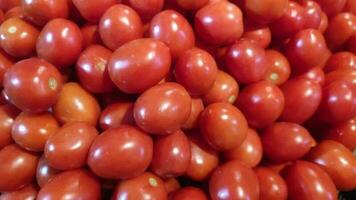 de tomaat is de eetbaar BES van de fabriek solanum lycopersicum, algemeen bekend net zo de tomaat fabriek. video