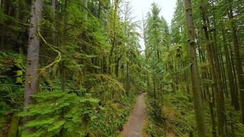 liscio volo fra il alberi vicino per rami nel un' favoloso primavera foresta video