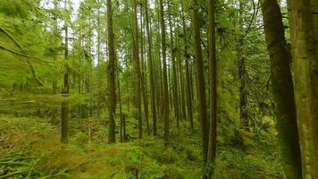 Smooth flight between the trees close to branches in a fabulous spring forest video